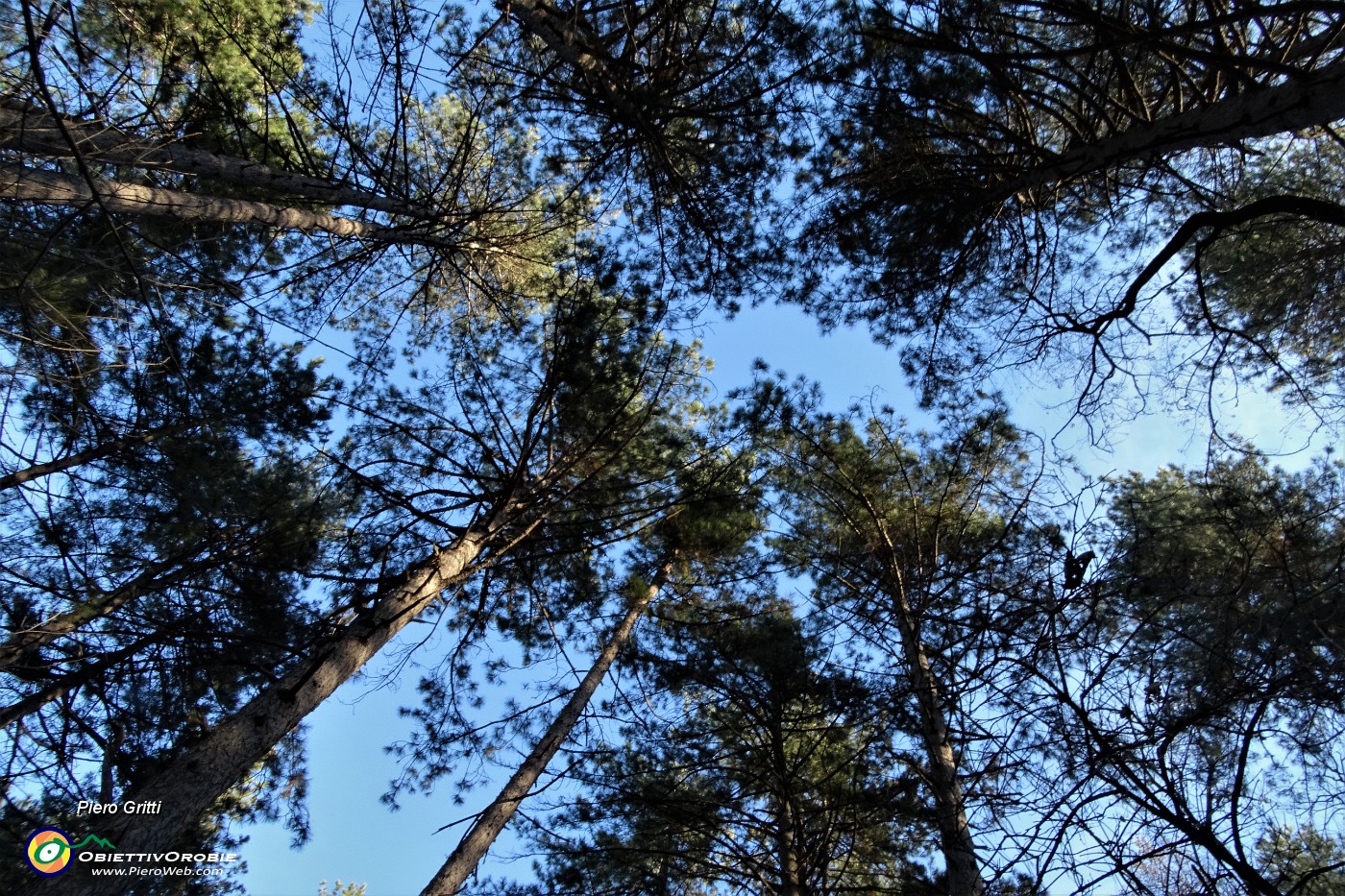 38 Anche pini svettanti verso il cielo.JPG